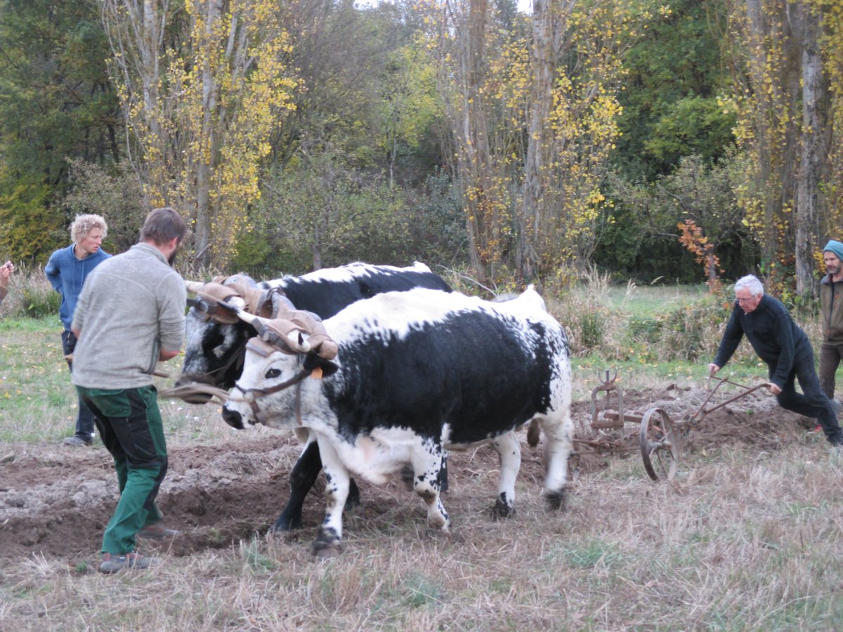 AgriMuseums's tweet photo. The #Ecomusee d'Alsace displays an exceptional collection of buildings&everyday objects of the Early 20thCentury & participates in the transmission of skills&artisanal know-how.
They offer courses on working with #draftcattle as eco- & #soil-friendly form of agriculture&logging. https://t.co/PRmoeYmOQb