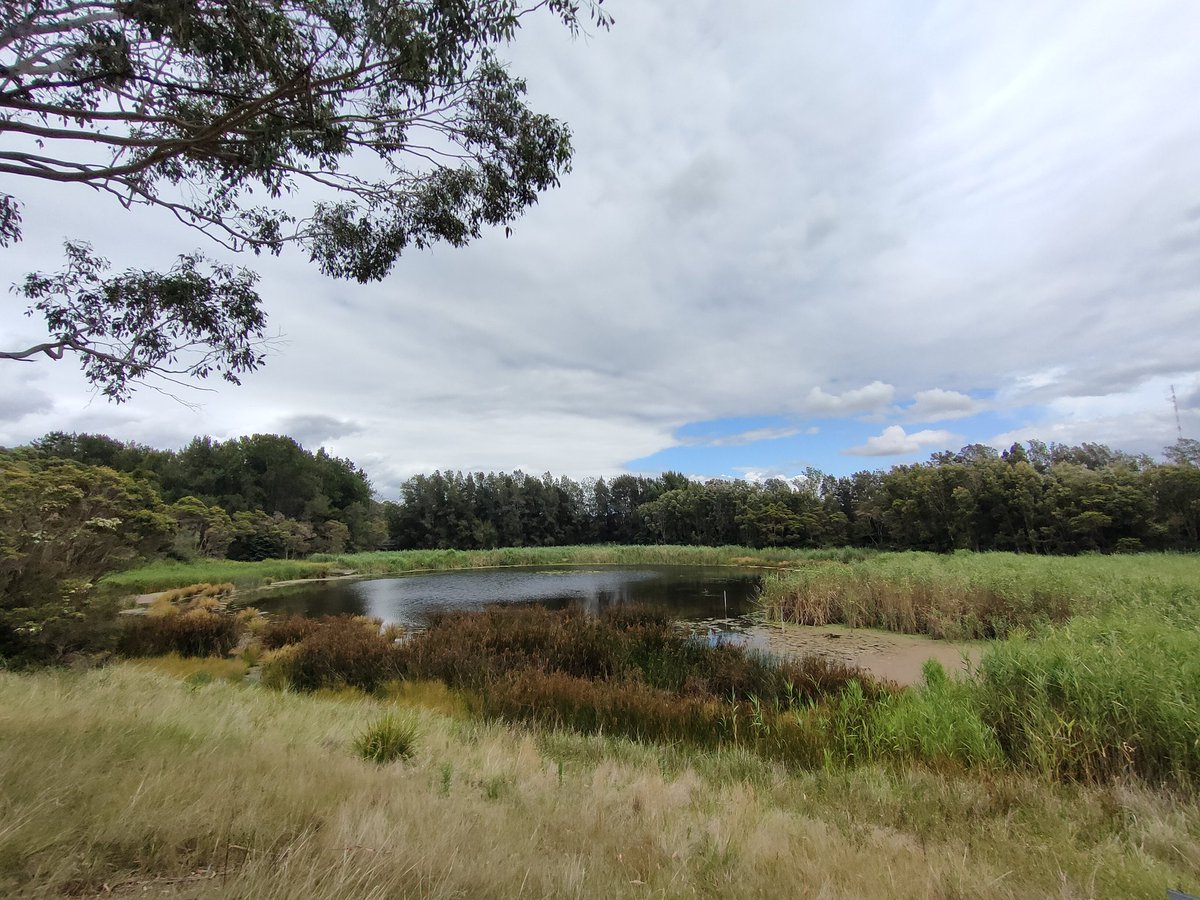 javiera_or's tweet photo. 3/Special thanks to @EcolSocAus and @SCBOceania for a beautiful, well organised & inclusive conference. To #SCBO for their travel support which helped me be here this week. Thanks to the team at Sydney Olympic Park for a great field trip today! Excellent way to finish this week🌿 https://t.co/ovOIz3KGdS