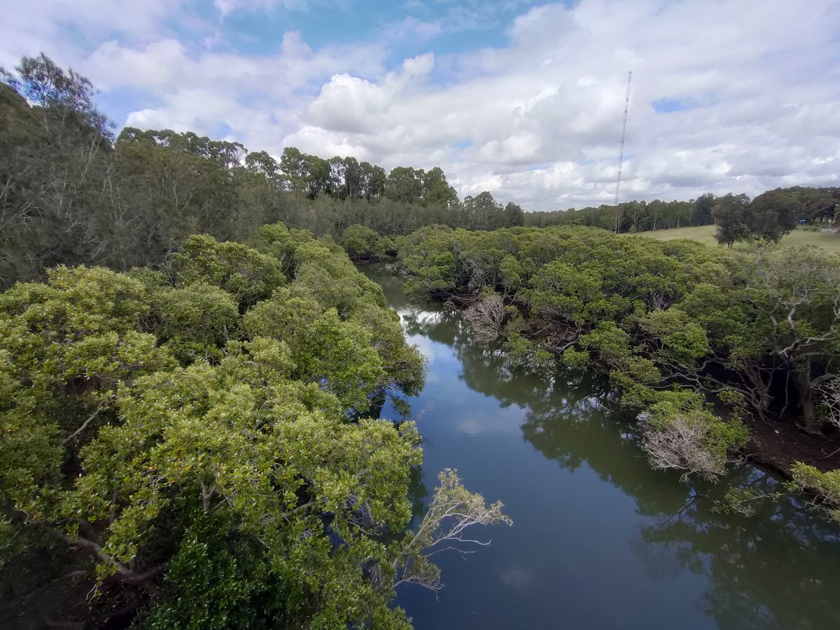 javiera_or's tweet photo. 3/Special thanks to @EcolSocAus and @SCBOceania for a beautiful, well organised & inclusive conference. To #SCBO for their travel support which helped me be here this week. Thanks to the team at Sydney Olympic Park for a great field trip today! Excellent way to finish this week🌿 https://t.co/ovOIz3KGdS