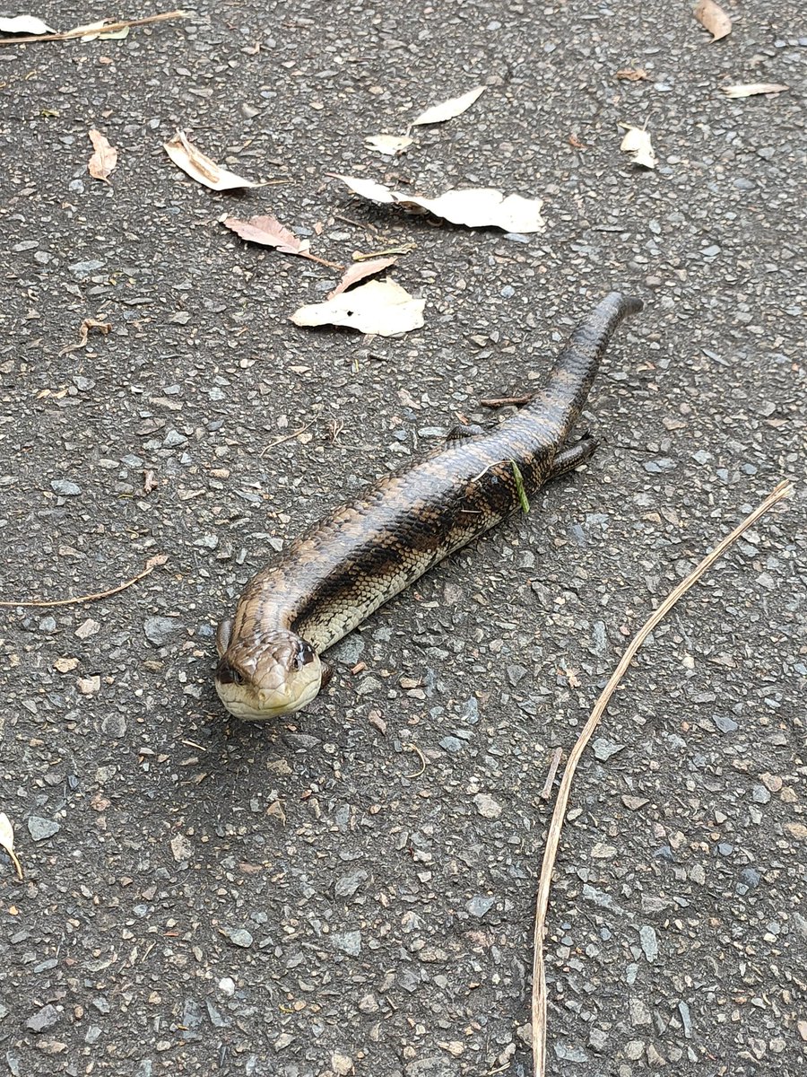 javiera_or's tweet photo. 3/Special thanks to @EcolSocAus and @SCBOceania for a beautiful, well organised & inclusive conference. To #SCBO for their travel support which helped me be here this week. Thanks to the team at Sydney Olympic Park for a great field trip today! Excellent way to finish this week🌿 https://t.co/ovOIz3KGdS