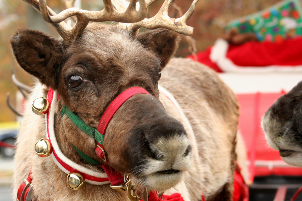 1stChoiceAnimal's tweet photo. 🎄🎅🦌 Just imagine children's' and peoples faces, when you have a reindeer 🦌 at your event!
It's easy - just hire one or even two!
#christmasiscoming 
#reindeer  #forhire https://t.co/ufZx67cMWI https://t.co/rdKguwrHoP