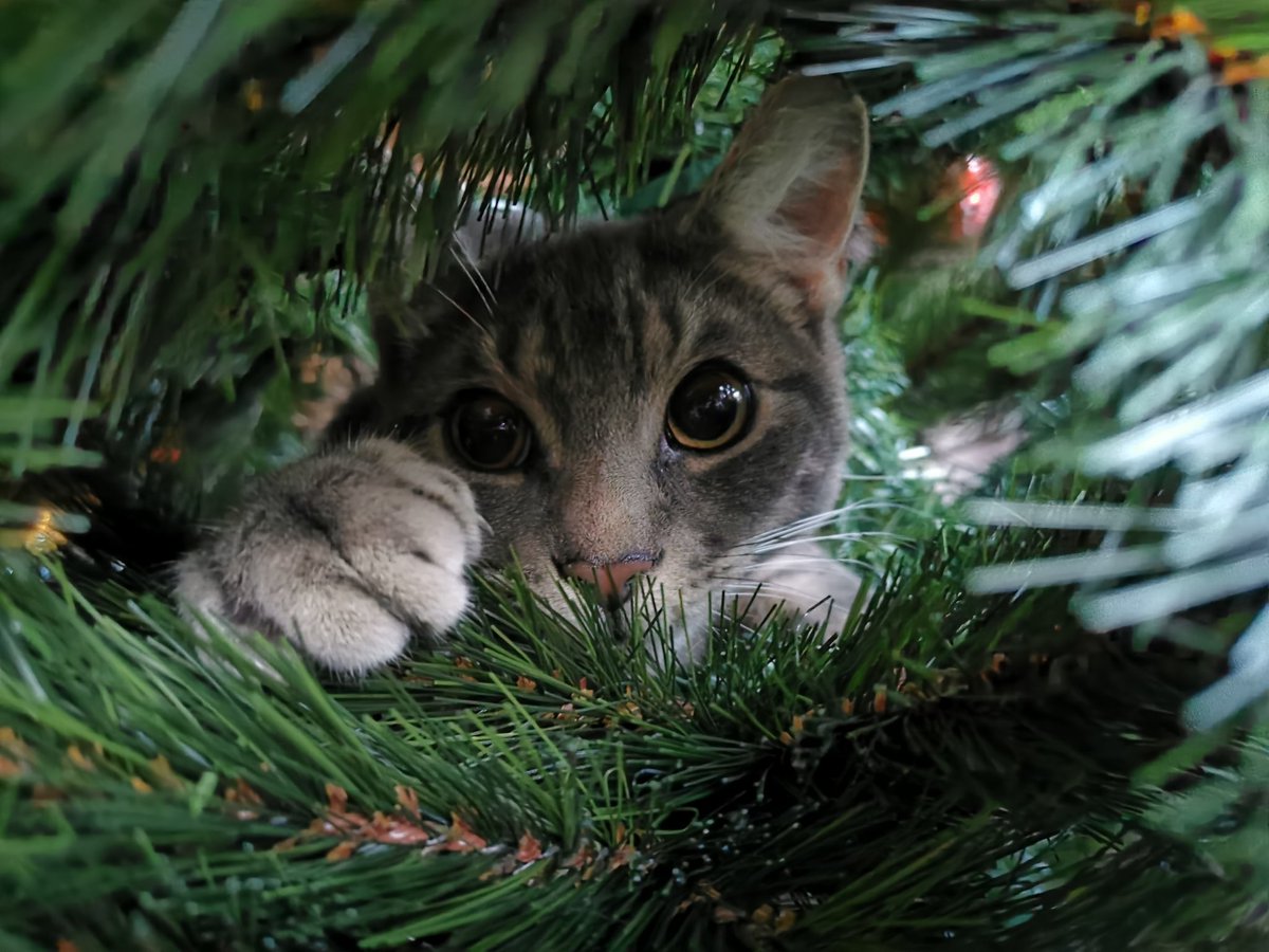 Loving the new green cat tower mum bought for me 😍🐱🎄!! Montys first Christmas 🎅, please send 🙏 for the tree making it to Christmas day 😁🐱 #CatsOfTwitter #CatsOnTwitter #rescuecat #christmas2022 #crazycat