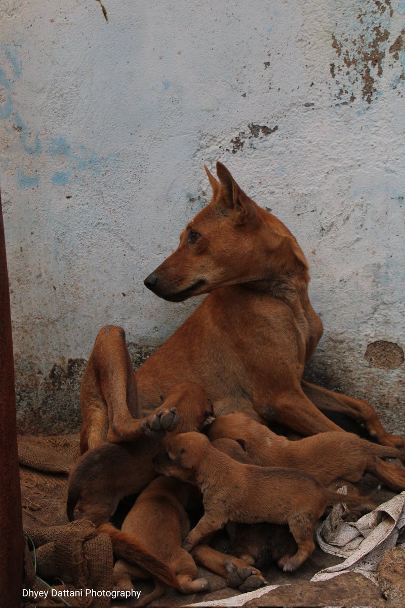 DattaniDhyey's tweet photo. मां
A mother feeding her babies in early winter morning 
Check out my new post on @Pindle_India

#pindle
#WINTER
#winterfun
#dogs
#mother
https://t.co/Syr1Ipwwqv https://t.co/nd8kFfocW8