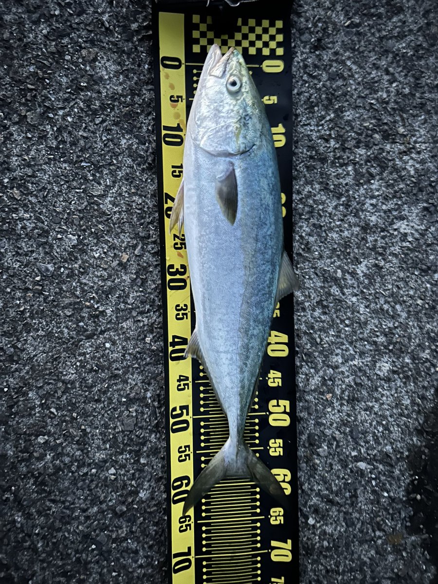 バースデーフィッシュ!!!!!!!!!!!!!!!!!!!!