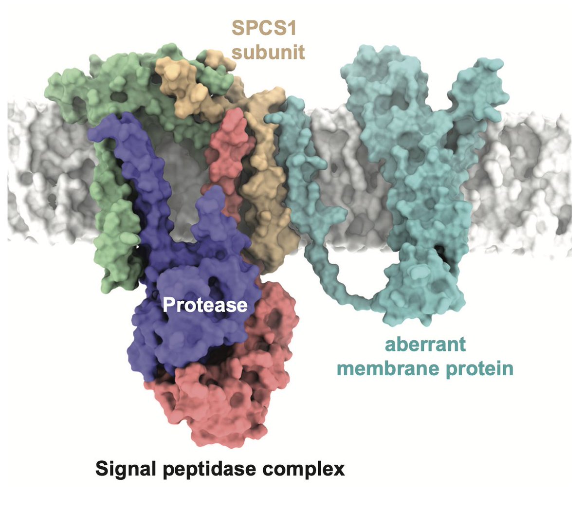 Congratulations to the @lemberg_lab <a href="/BCCologne/">Biochemistry Center Cologne</a> <a href="/UKKoeln/">Uniklinik Köln</a> <a href="/UniCologne/">Universität zu Köln</a> + collaborators for their publication <a href="/ScienceMagazine/">Science Magazine</a> 🎉🍾 portal.uni-koeln.de/en/universitae…