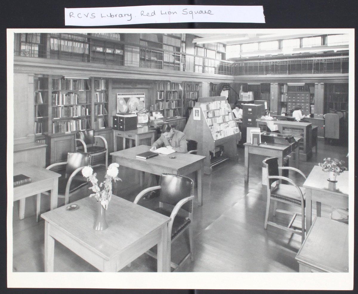 RCVSKnowledge's tweet photo. Let's throwback to yesterday as we missed the #EYAThrowback post...🤫but still wanted to share these lovely Library spaces in old RCVS premises. The first two are Belgrave Square c.1962, & the third is the refurb at Red Lion Square in the 1950s, following bomb damage during WW2 https://t.co/yj7hTjvcCd