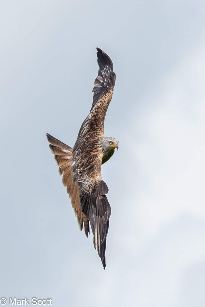 Markwildlife_'s tweet photo. Off to @argatyredkites  again next Month ....Squirral  Studio Hide in the morning then off to Red Kite Photography Hide in the afternoon . Can't wait 😁 https://t.co/KkQBbi64rr