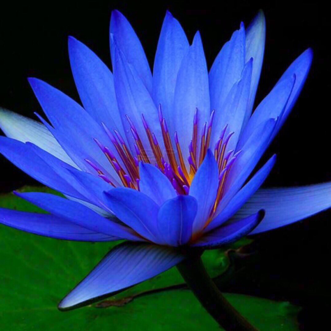 Голубой Лотос (Nymphaea caerulea)