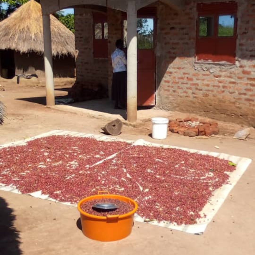 happycoffebean's tweet photo. Coffee harvesting time in northern Uganda.  It is more than ten years since we planted the coffee seeds and the coffee is doing so well. https://t.co/GdsZf5FkRI
