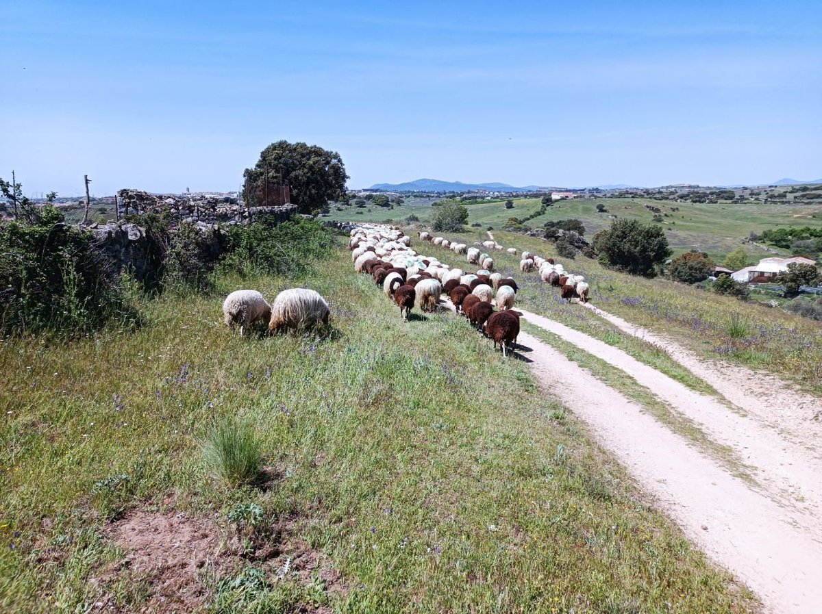 Vuelven nuestros amigos de Los Apisquillos con sus ovejas en trashumancia a la Casa de Campo de Madrid 
<a href="/apisquillos/">Los Apisquillos</a>
<a href="/TrashumanciayN/">TrashumanciayN</a>
<a href="/EeAComMadrid/">Ecologistas en Acción Comunidad de Madrid</a>
Sábado 3 de diciembre
11 h. c/Braojos
13 h. en Paraninfo.
Domingo 4 de Diciembre
11 h. Hacia Pte. Franceses
13 h. Entrada C de Campo
