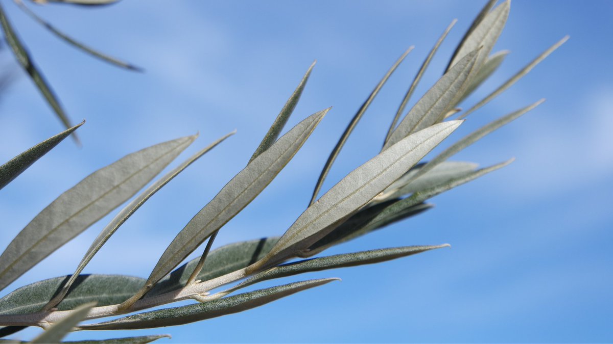 OLEAF4VALUE's tweet photo. 🌿The #OLEAF4VALUE consortium implemented strategies to maximise the project’s impact and researched key bioeconomy market sectors, potential business models, and value chains during the 1st half of the project! 

📌 https://t.co/eCozqJixFn | #OLEAFTree https://t.co/TM8PIFQoeq