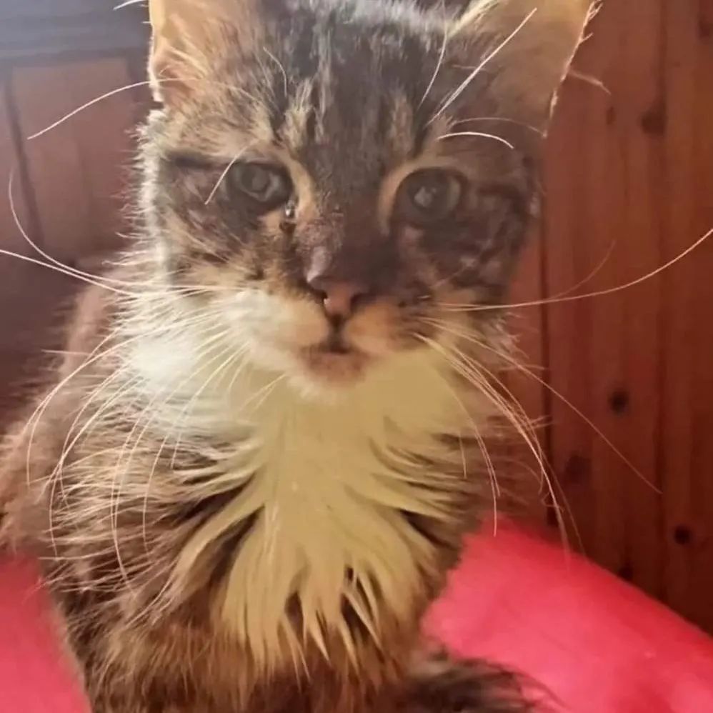 UAnimalsENG's tweet photo. Help save sick evacuee cats! These felines have a chance to get adopted but need treatment. The girl keeping them now has neither the funds, nor the possibility to cure them. Let's save the kitties:
✔️PayPal: wild@uanimals.org https://t.co/sSNYilDUT7