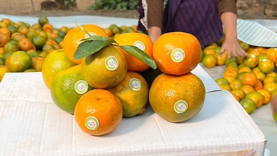 #InTheNews📰 The #GeographicalIndications (#GI)-tagged Khasi Mandarin orange from Meghalaya exported to Dubai on Thursday by @APEDA in association with the Govt. of Meghalaya. 📍 themeghalayan.com/khasi-mandarin… @CimGOI @FieoHq @PIBShillong @CMO_Meghalaya @ddnewsshillong @dgftindia