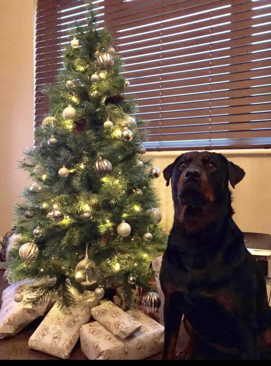 samosheen's tweet photo. @RobbieRinder I lost my dog in Aug this year. Ella. She was 9. I was absolutely devastating. I feel your heartache 💔 https://t.co/JzeDxjovHo