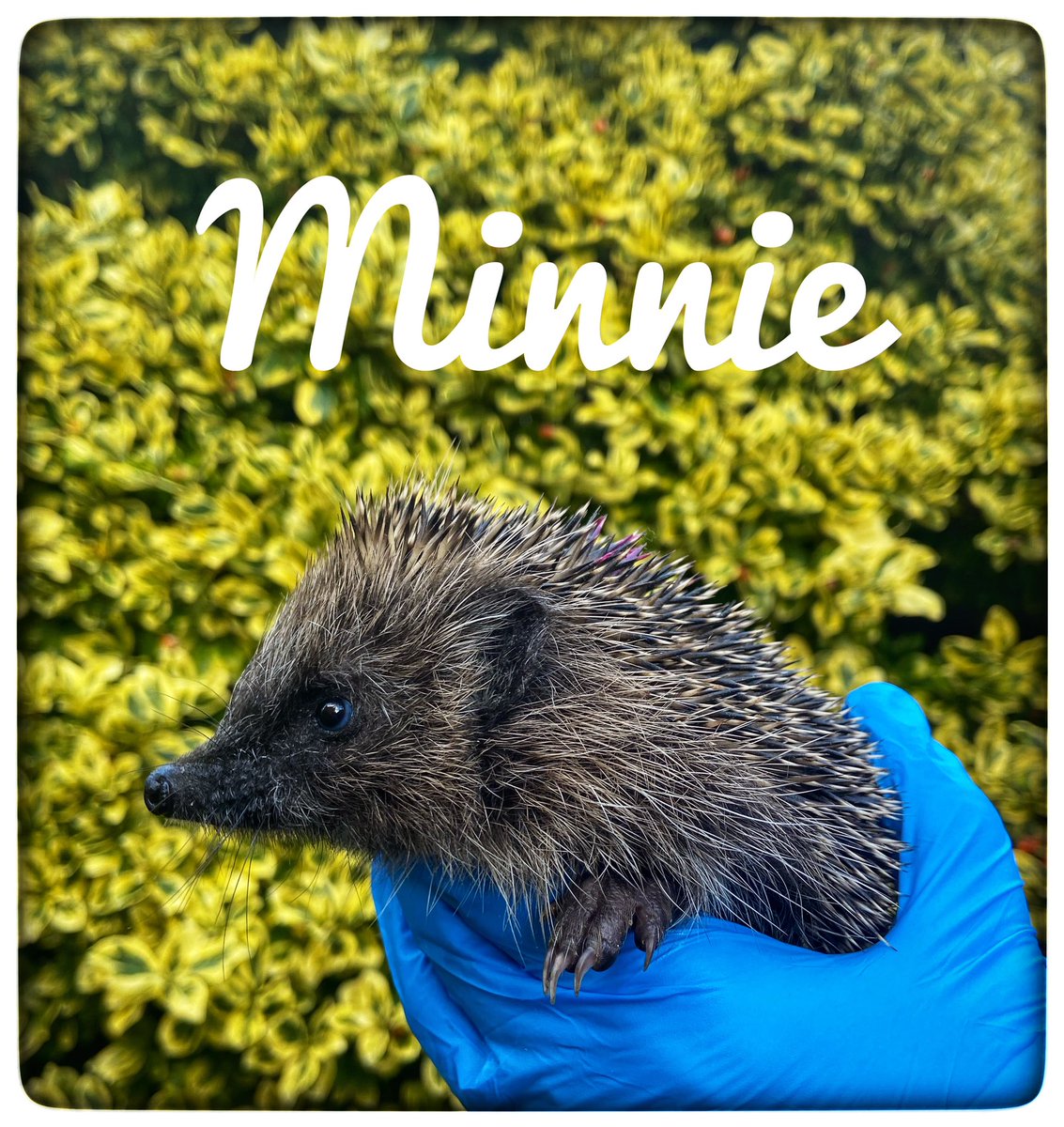 This weekend’s arrivals in the #hedgehog hospital #hedgehogs #wildlife