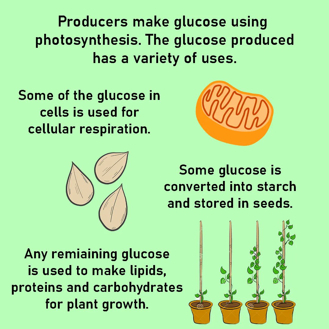 Glucose In Plants