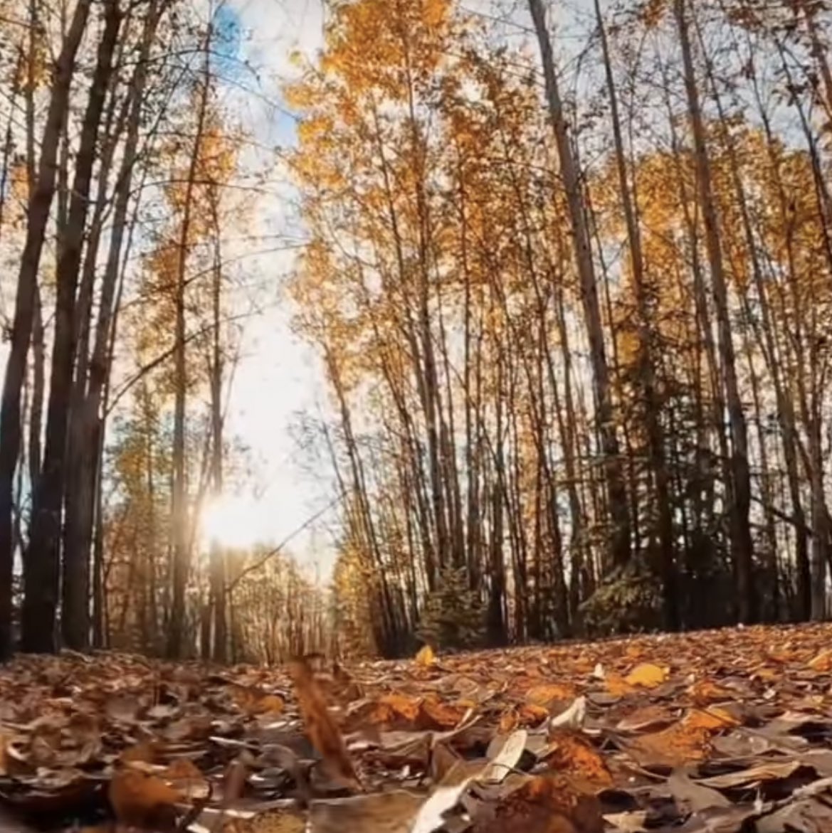 Something we all enjoy all time #Season #walk #peace