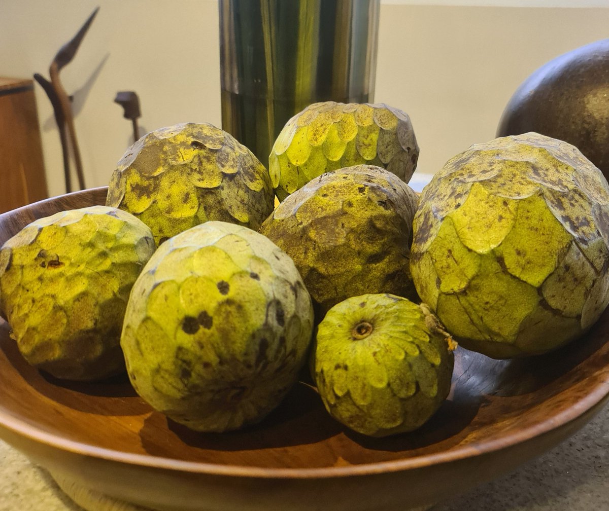 gantonit's tweet photo. ¿Guanábana (Annona muricata) o Chirimoya (Annona cherimola)?

A primera vista pudiéramos confundirlas.
Pero ...la guanábana tiene la piel más oscura, rugosa y protuberante.
Ambas tienen un SABOR SOBERBIO, y muchos nutrientes.
La chirimoya es más dulce y sutil.

Vienen de Gárate https://t.co/QrNhW89AKR