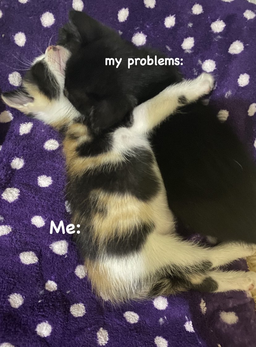 monikay32's tweet photo. 🤩 #CatsOfTwitter https://t.co/rLBGflrtHI