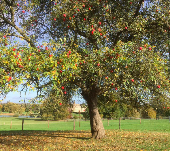 britgardhistory's tweet image. Meet gorgeous Lady Lennox - believed lost for 110 years and now confirmed found by the Fruit ID committee! Local pomologist Denis Smith discovered it growing at Burghley and I slowly managed to unravel its provenance. Absolutely thrilled our submission has been successful.