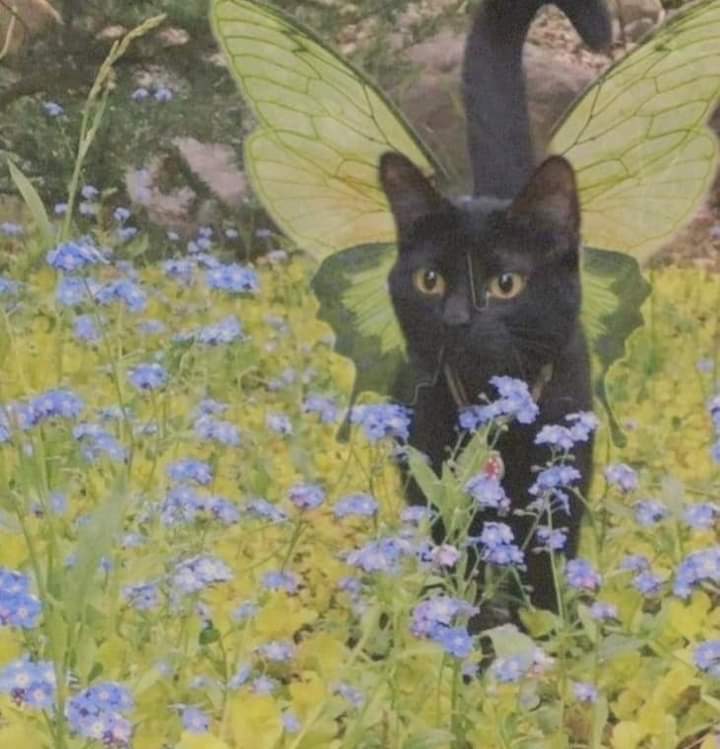 peacozy's tweet image. 