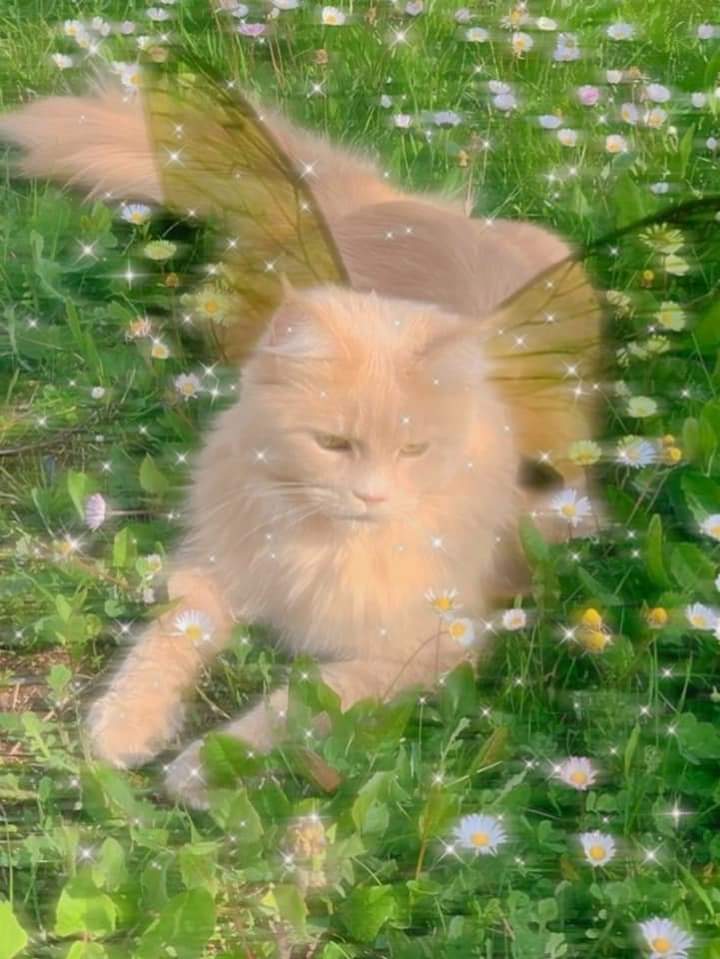 peacozy's tweet image. 