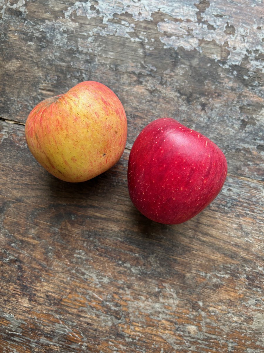 britgardhistory's tweet image. Meet gorgeous Lady Lennox - believed lost for 110 years and now confirmed found by the Fruit ID committee! Local pomologist Denis Smith discovered it growing at Burghley and I slowly managed to unravel its provenance. Absolutely thrilled our submission has been successful.