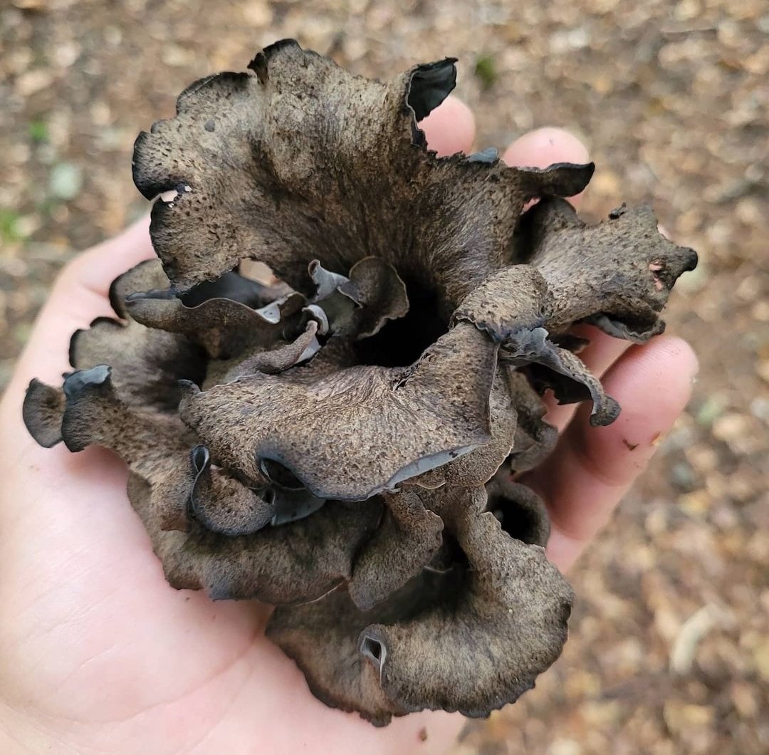 Beauty fits in one hand.

Craterellus cornucopioides. 

✅️Good edible✅️

#fungi #mushrooms  #nature #NaturePhotography
#mycology
#mushroomtwitter