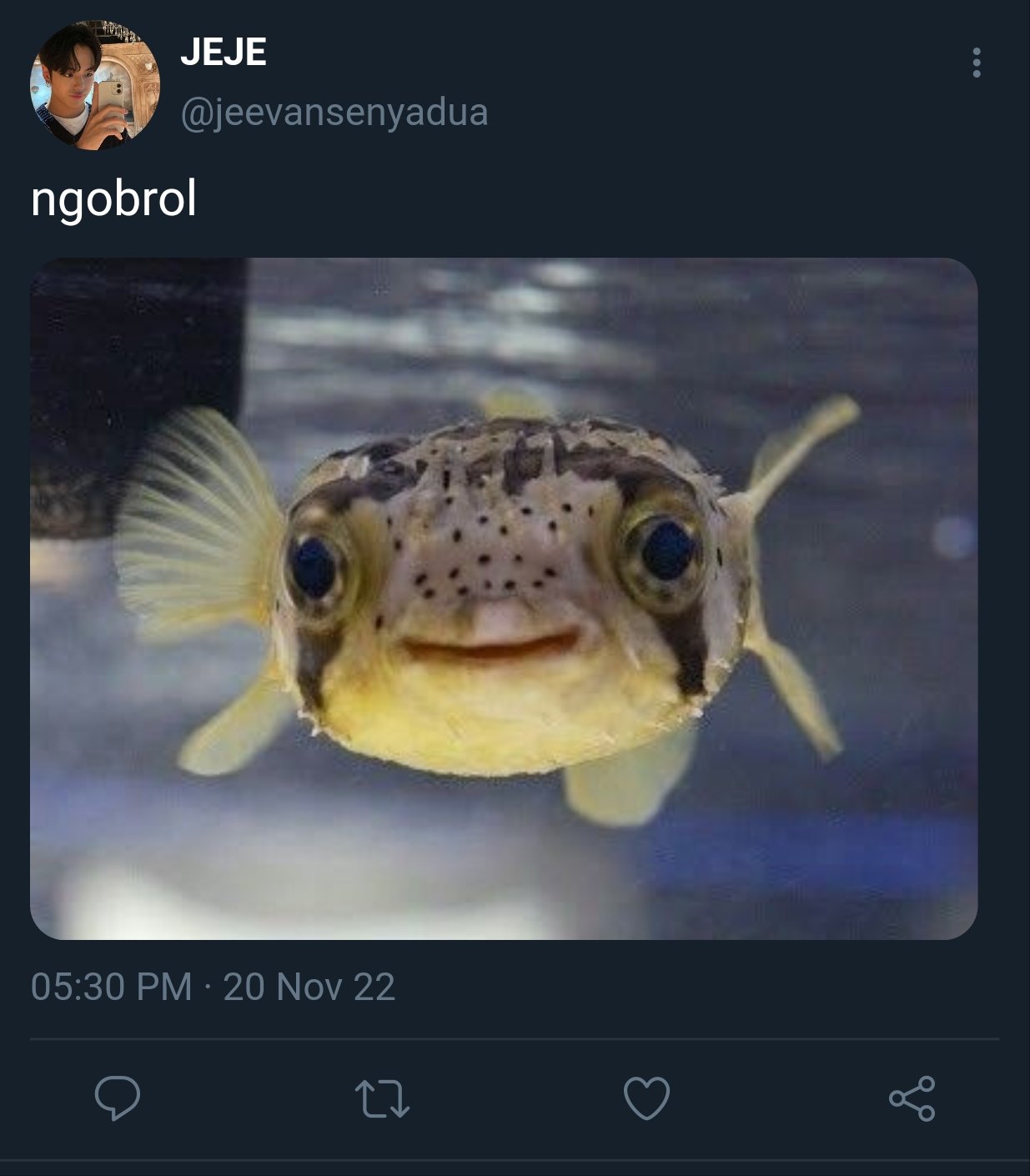 Рыбка фугу аквариумная фуга