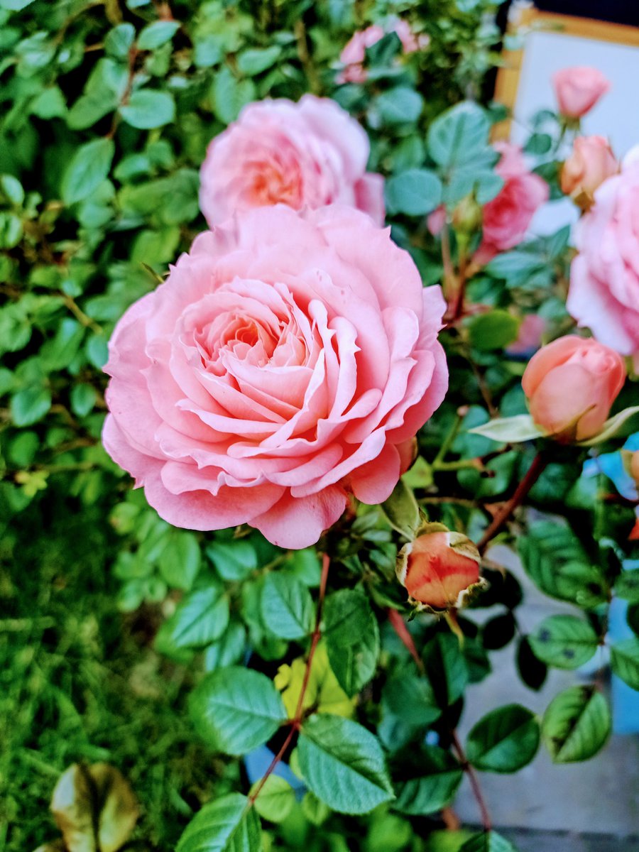 Beauty1inNature's tweet photo. Beautiful Rose Plant with flowers
#Rose #Roseplant #Flower #Beautiful #Cute #Flowerlovers #Nicecolour #Flowerpower #Nature #Gardenplant #babypink #Naturebeauty #Photolover #Photooftheday #Photography https://t.co/0kUXsfBQlo