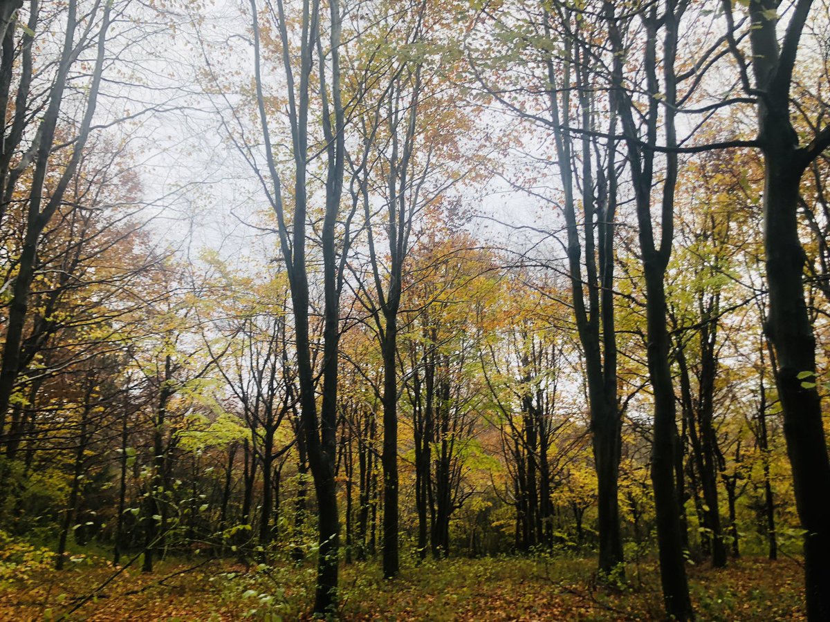 Diane Elizabeth Smith tweet media