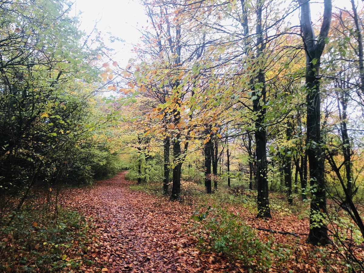 Diane Elizabeth Smith tweet media