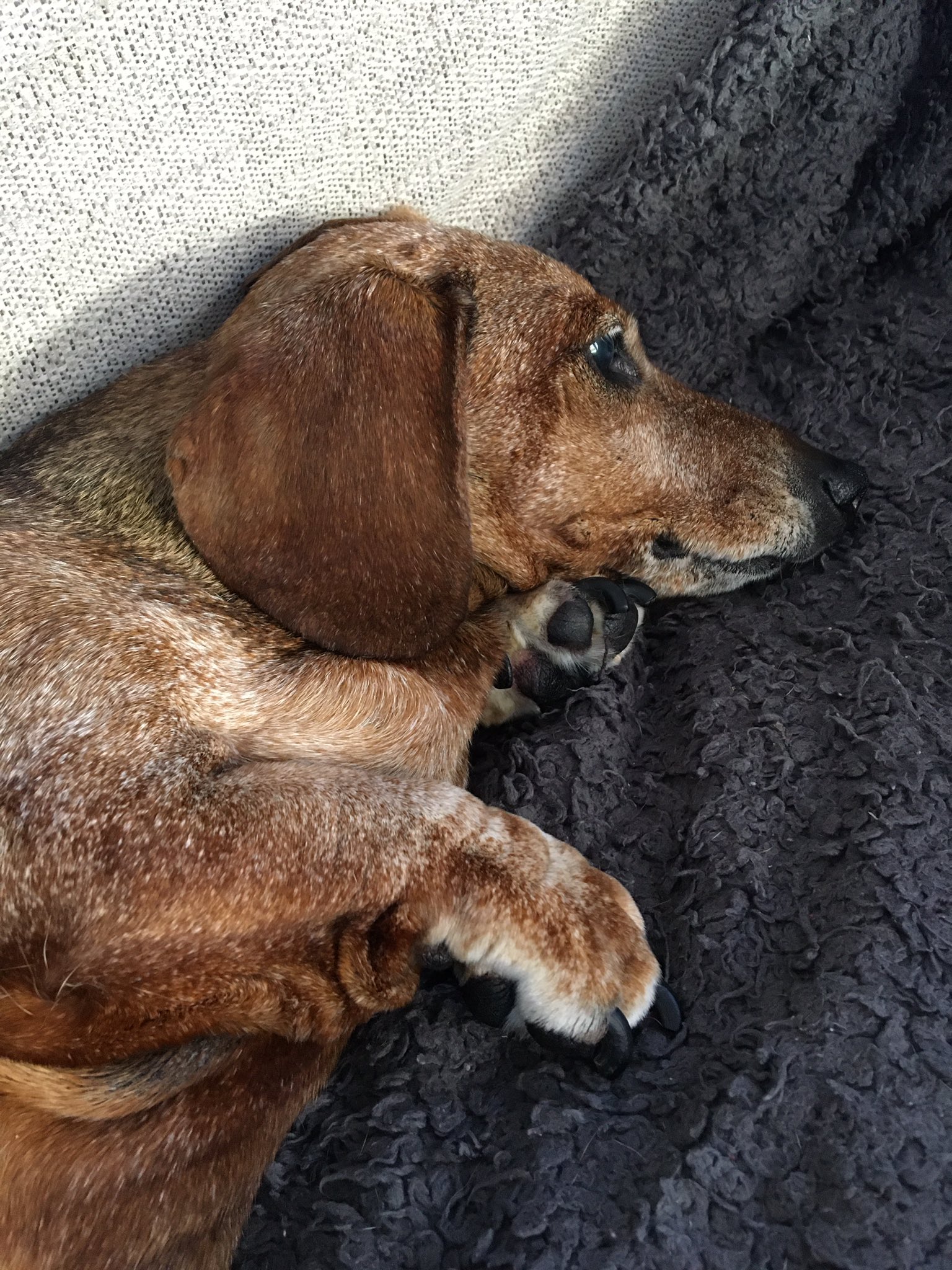 ENZO JD On Twitter Can We Get A Paws In Please Enzo enzo-jd-on-twitter-can-we-get-a-paws-in-please-enzo