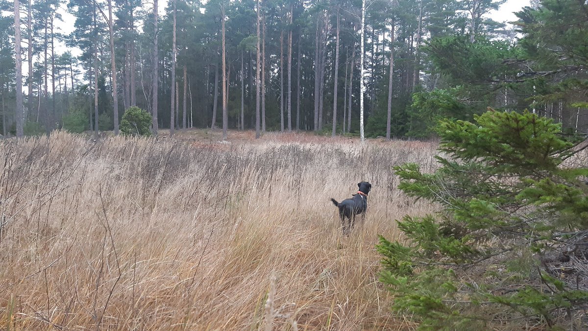 Muokkaamaton pienaukko. Ei taimen tainta.