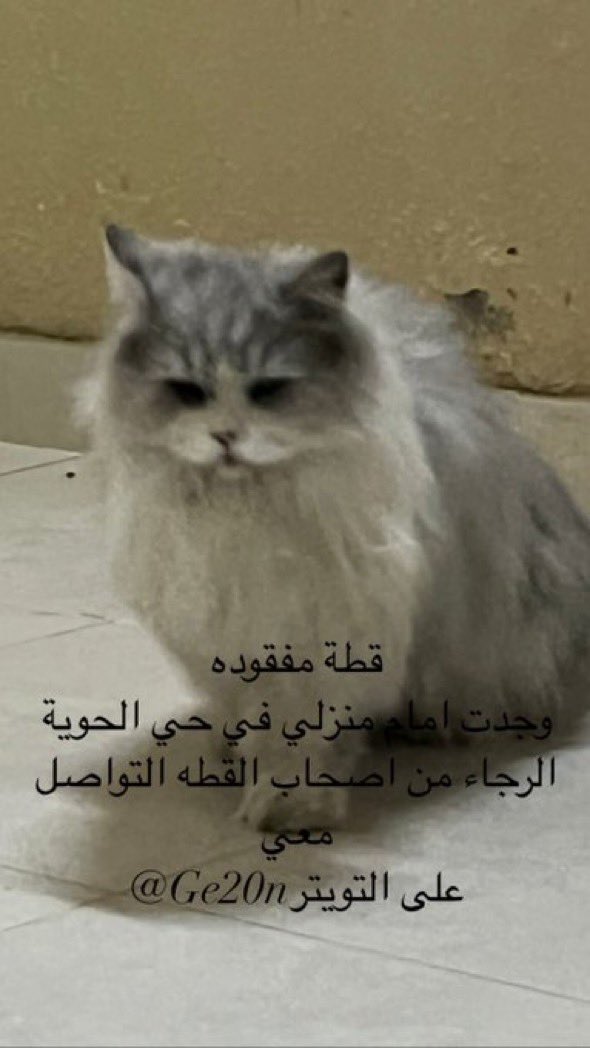 Taifpaws's tweet photo. #اعلان_حيوانك_المفقود https://t.co/CfIMhg6d3K