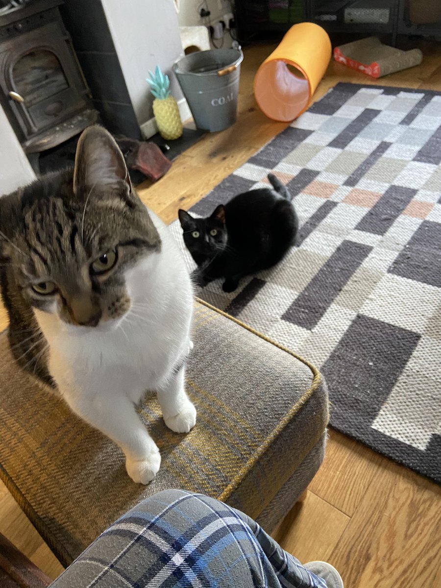 MittensSox's tweet photo. Mum is looking after cousin Salem and cousin Rufuss. That white belly of Mr Rufuss is definitely a trap!!! https://t.co/9iAIG1h663