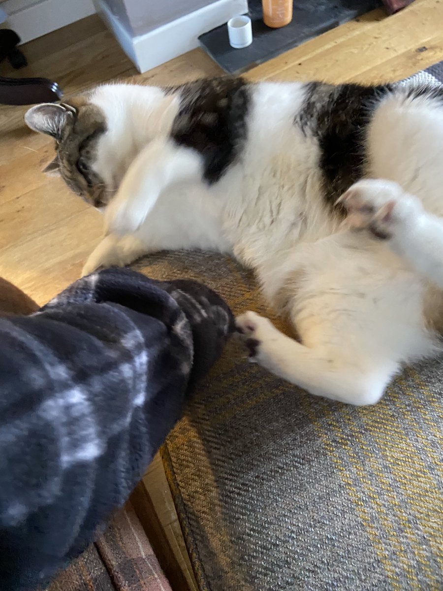 MittensSox's tweet photo. Mum is looking after cousin Salem and cousin Rufuss. That white belly of Mr Rufuss is definitely a trap!!! https://t.co/9iAIG1h663