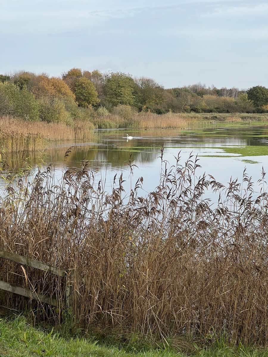David Jenkins (@davidjenkins55) on Twitter photo Good morning <a href="/WhisbyNatureRes/">Grahame Hopwood</a> with Bittern, 5 Brambling and 2 calling Cetti’s Warblers…
<a href="/LincsNature/">Andrew Chick</a> plus an increase in wildfowl & Lapwing. Good morning <a href="/WhisbyNatureRes/">Grahame Hopwood</a> with Bittern, 5 Brambling and 2 calling Cetti’s Warblers…
<a href="/LincsNature/">Andrew Chick</a> plus an increase in wildfowl & Lapwing.