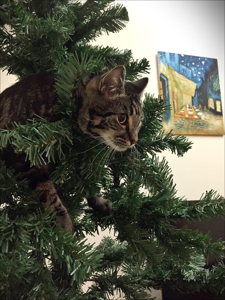 Lama Starling 🇬🇧🇱🇧 tweet media