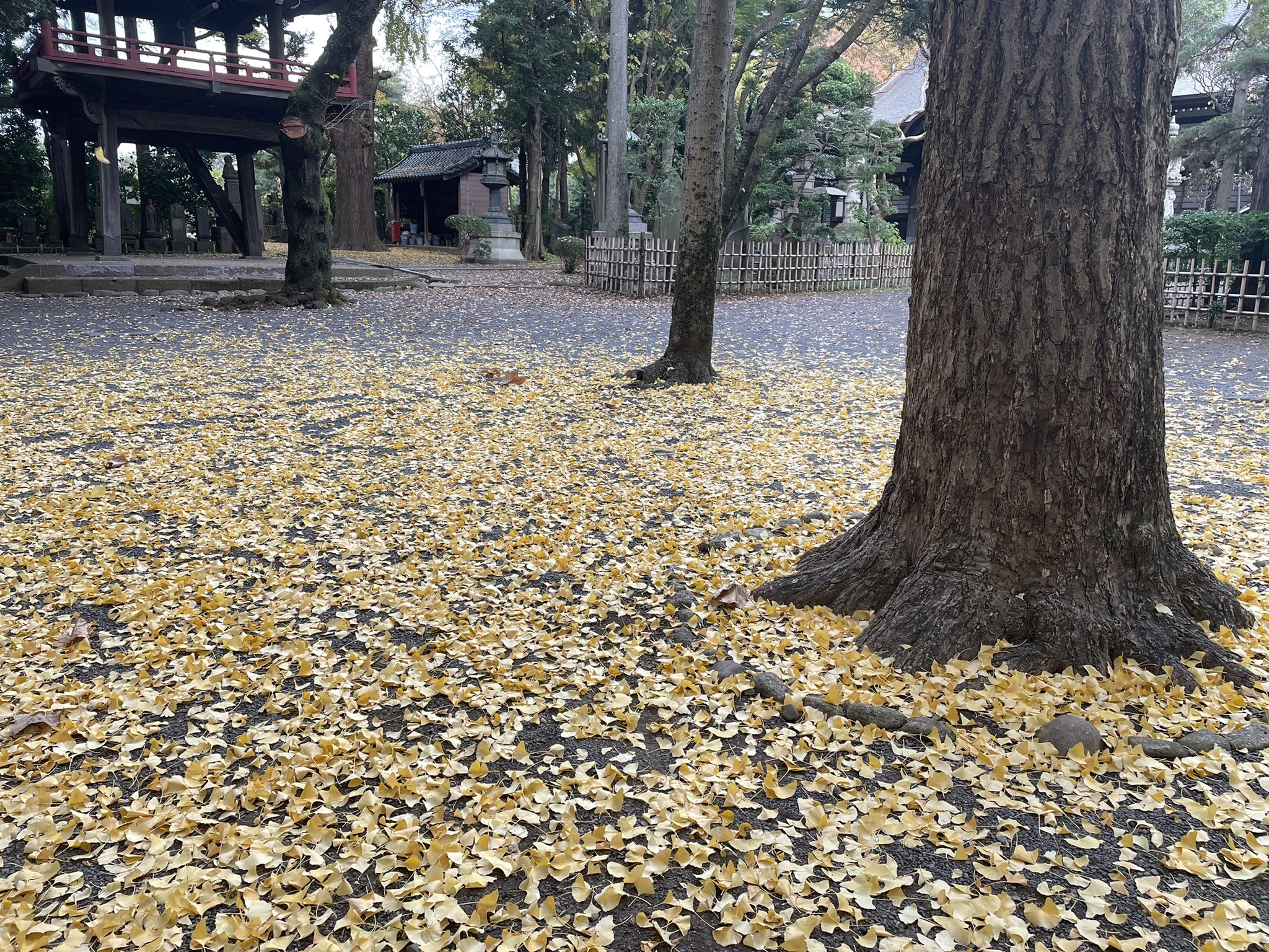 銀杏