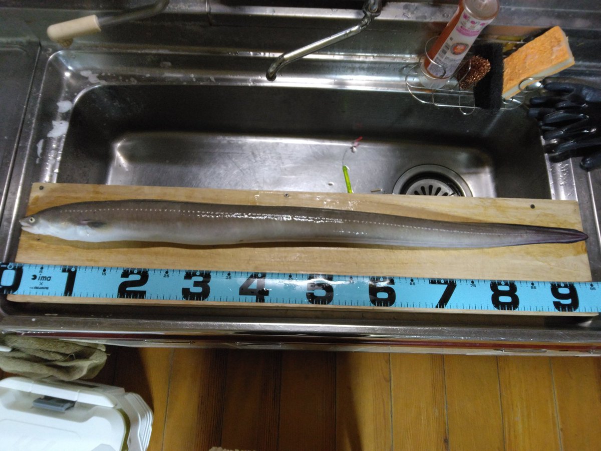 BDopeness's tweet photo. Wadaaap!!!!!

EDIVA Night ANAGO!!!!!

Length:MAX 96cm!!!!!

【rod】SAKURAMASU-JIG C650

【rig】IWAKI original（KJ special）

I want to get together with everyone again!!!!!

Peace!!!!!!!

＃八戸港
＃えでぃば樹丸
＃イワキ釣具店
#KJスペシャル 
＃アナゴ最高 https://t.co/BnxV0gidky