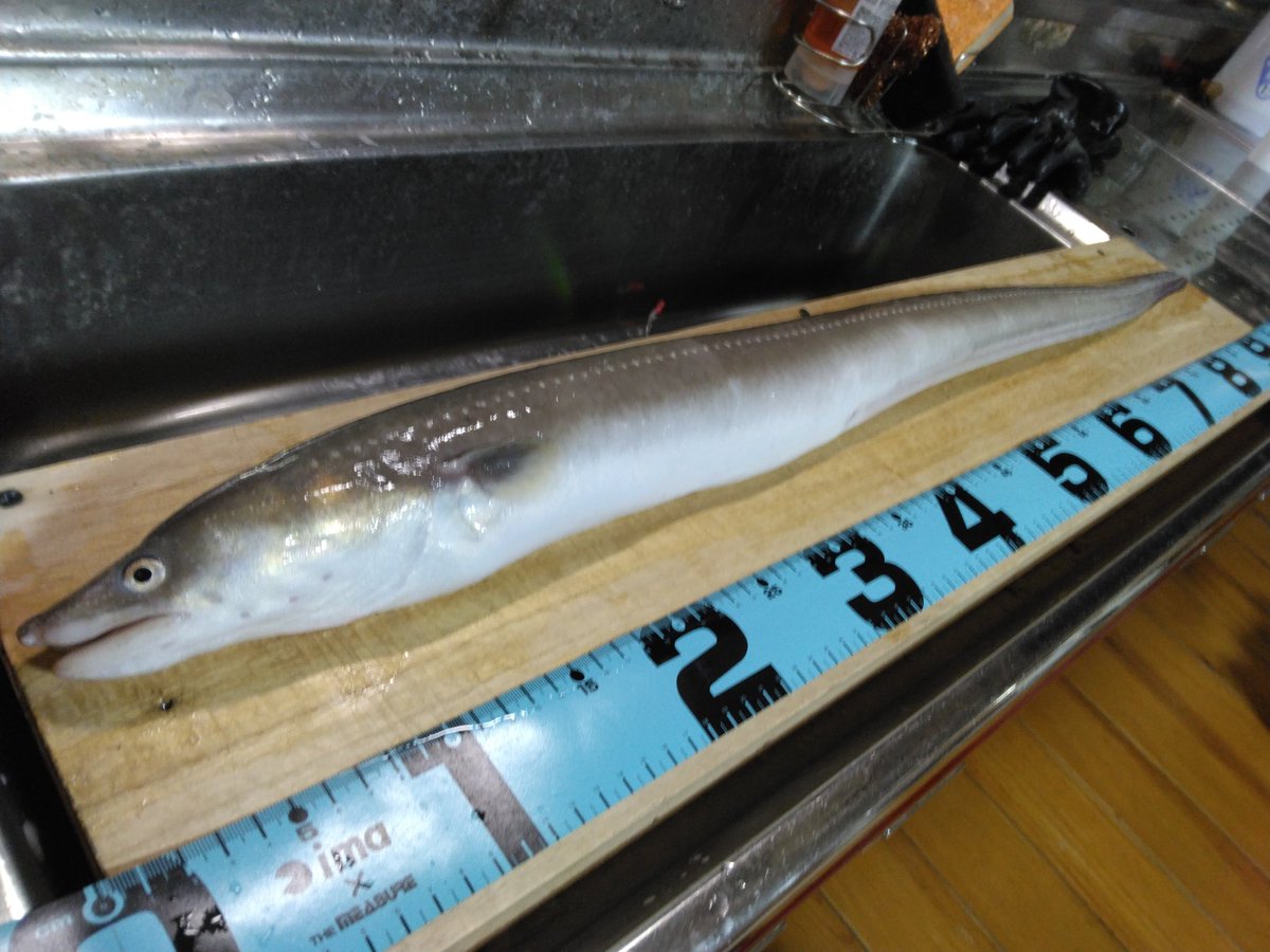 BDopeness's tweet photo. Wadaaap!!!!!

EDIVA Night ANAGO!!!!!

Length:MAX 96cm!!!!!

【rod】SAKURAMASU-JIG C650

【rig】IWAKI original（KJ special）

I want to get together with everyone again!!!!!

Peace!!!!!!!

＃八戸港
＃えでぃば樹丸
＃イワキ釣具店
#KJスペシャル 
＃アナゴ最高 https://t.co/BnxV0gidky