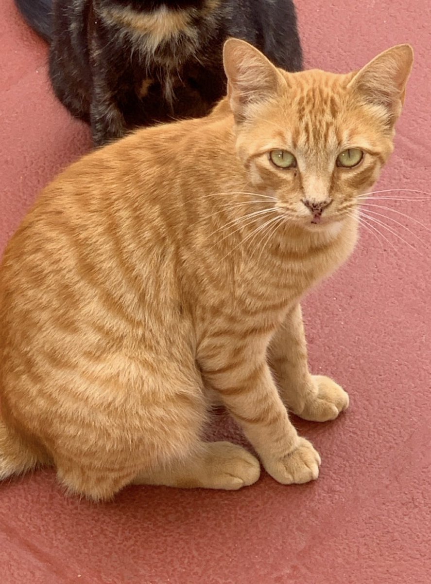 Nunca he pedido nada así por redes sociales, pero esta vez necesito la ayuda de Twitter para encontrar a mi gato😢

No lo vemos desde hace unos días y creemos que puede estar en algún barrio del municipio de Moya…

Se agradece de corazón cualquier difusión o información🙏🏻