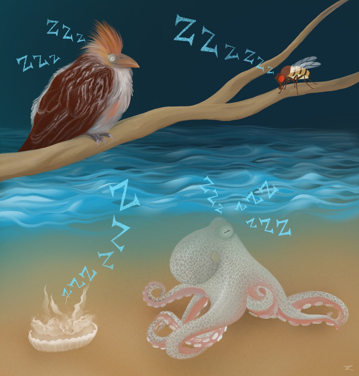 Ever wondered how animals sleep? Sleep experts Niels Rattenborg and Gianina Ungurean have published a great summary about the evolution and diversification of sleep in the animal kingdom. Read the review here: authors.elsevier.com/a/1g6OqcZ3WuSvZ

<a href="/Trends_Ecol_Evo/">Trends in Ecology & Evolution</a>
Art <a href="/mulesome/">julia kuhl at somedonkey.bsky.social</a>