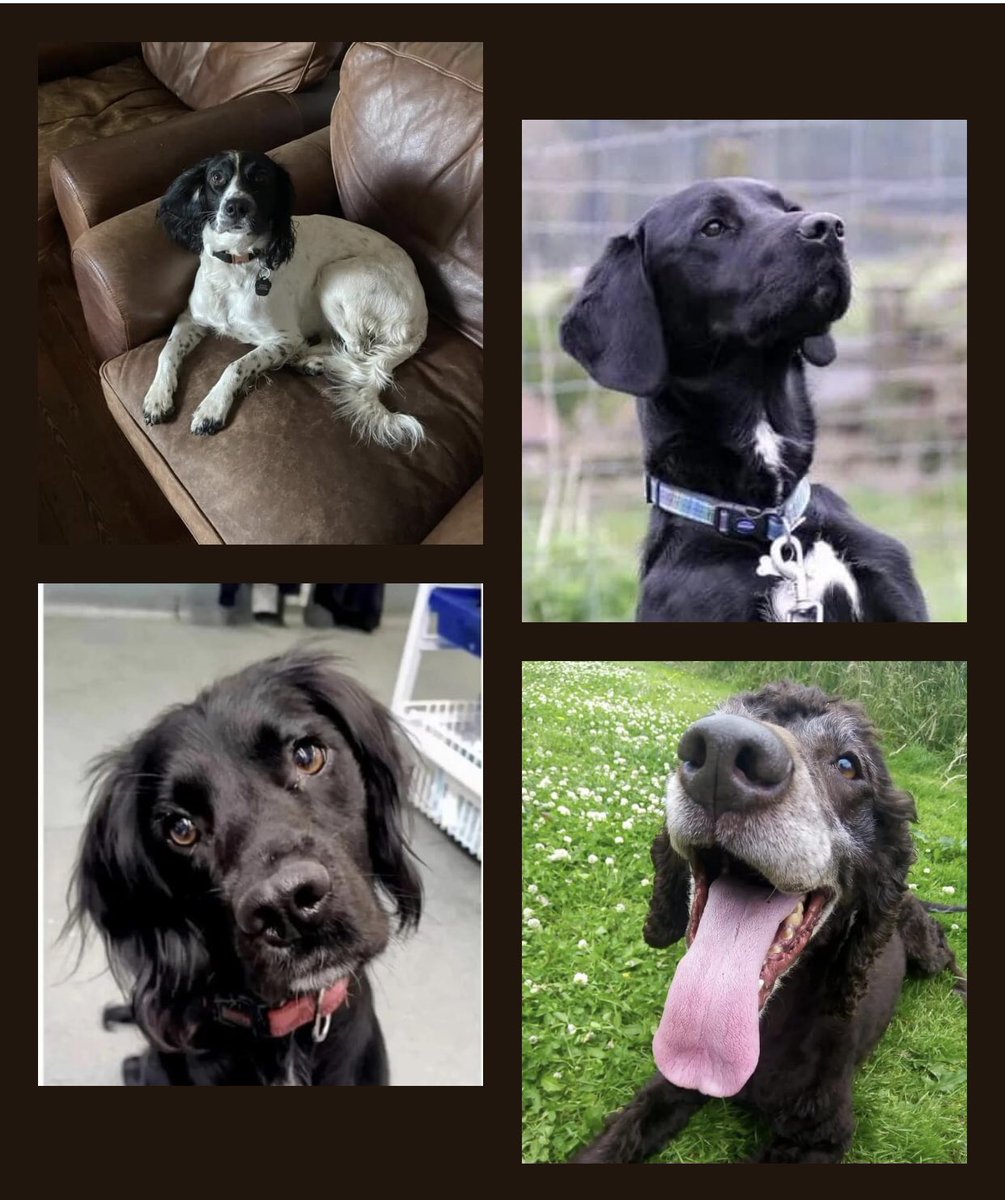 These are just some of the lovely dogs still looking for their forever home. If you think that could be with you please pop over to our website for more details. 

spanielaid.co.uk/available-dogs

#RescueDogs #spaniel #spanielaiduk