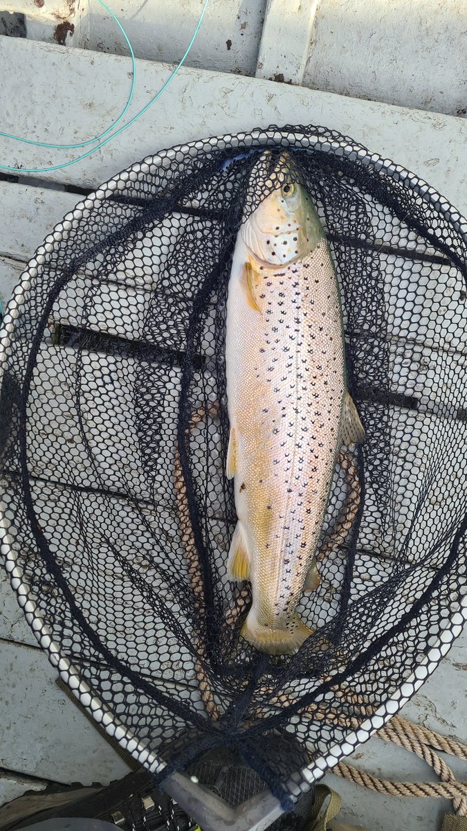 LevenStevens's tweet photo. Another for earlier this year.
#troot
#trout
#flyfishing
#fishing
#LochLeven
#Scotland https://t.co/I8iKZIRVbO