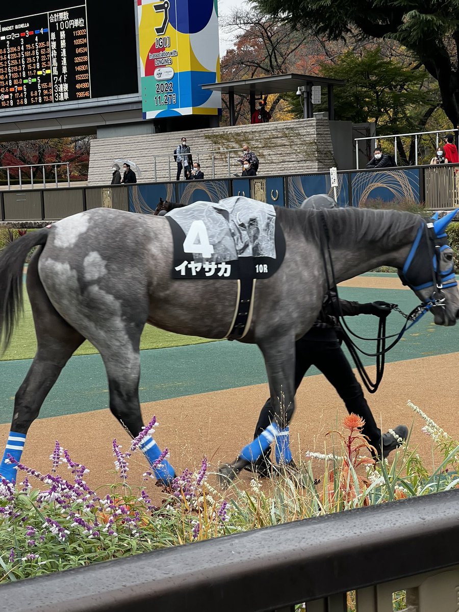 0rrrr_'s tweet photo. パドックで間近で見れて写真撮れたのはこの子達でした
おしりの模様可愛いなって思って撮ったイヤサカと
青鹿毛ってやっばかっこいいなあ……って思って撮ったモーソンピーク https://t.co/yqGQQqXO4A