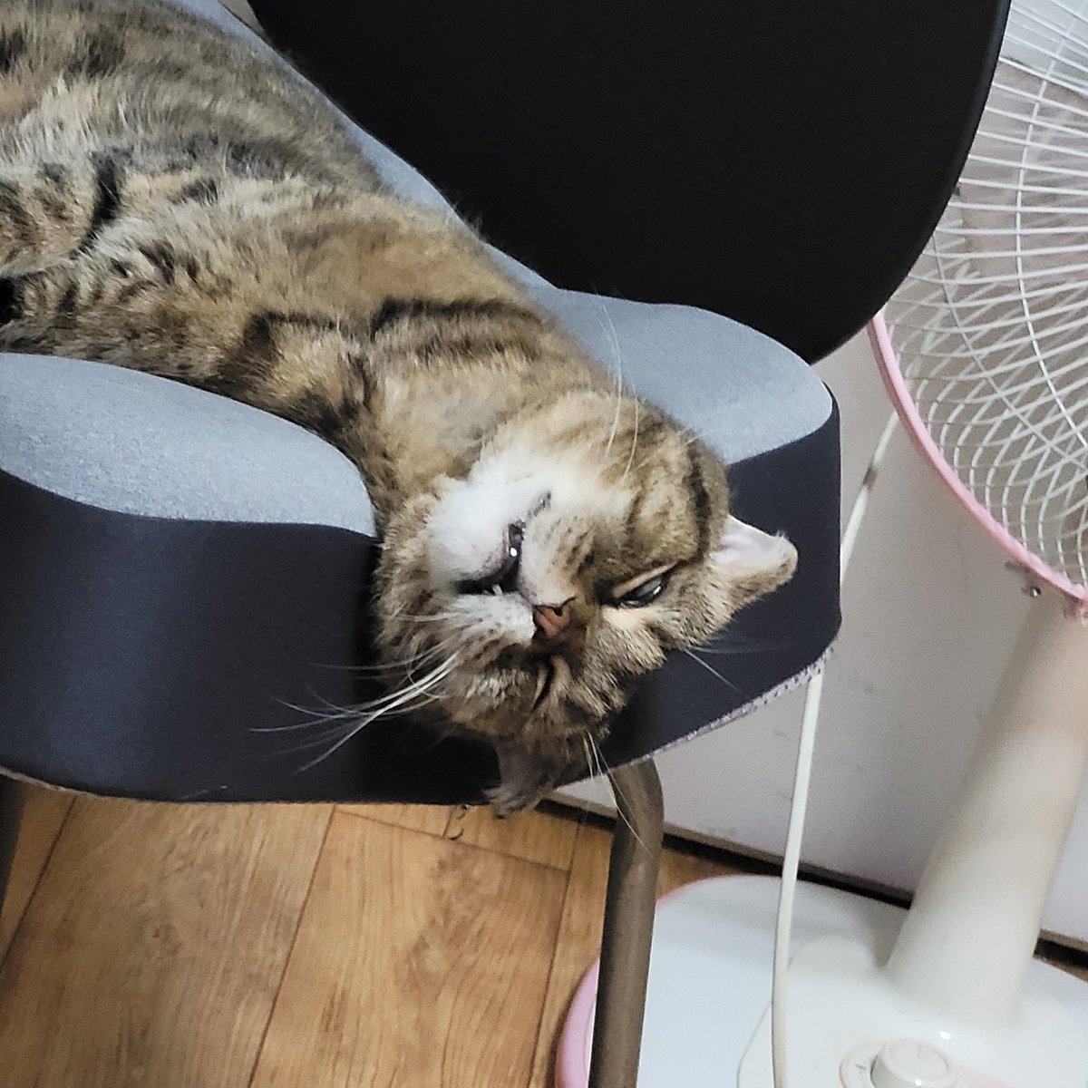 젠틀리머 펫배드 후기 ...