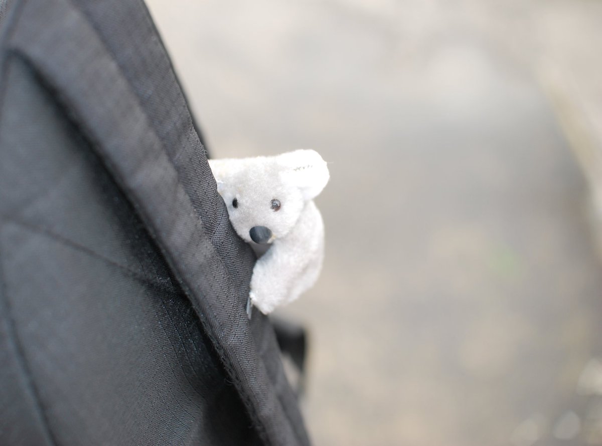手がクリップの様に開きどこにでも掴まる小さなコアラ 懐かしい 昔家にいた よくわからないけど知っている Togetter