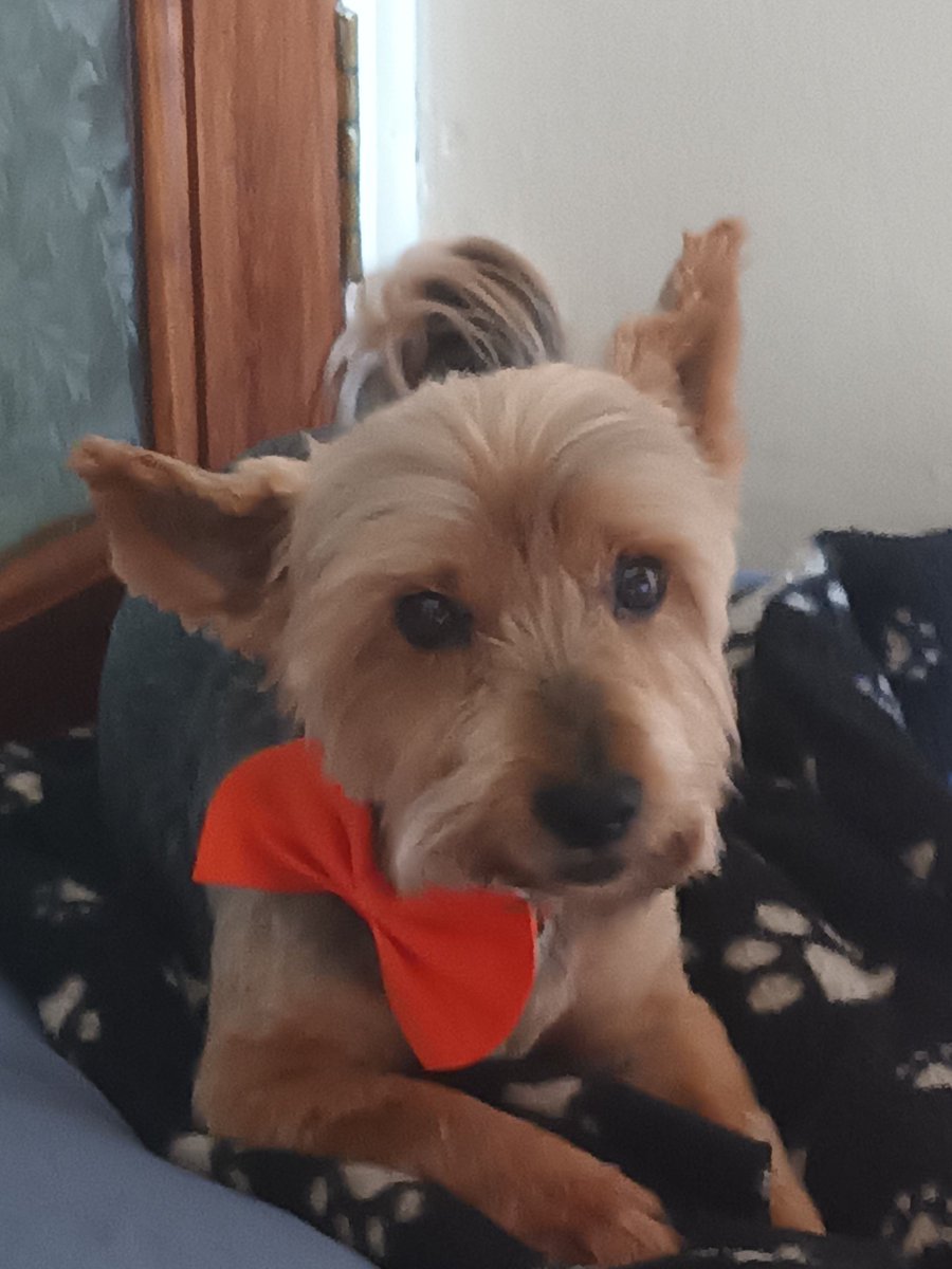 Navanlass1's tweet photo. @philipnolan1 Happy #TwitterSunday from Binx the Yorkie 🐕 https://t.co/sxSW7b57bj